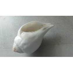 CONCH