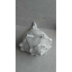 CONCH
