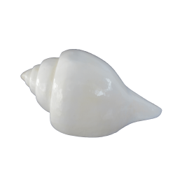 CONCH CONCH