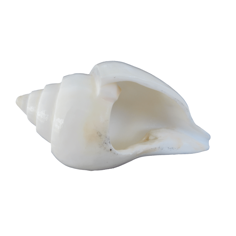 How Does The Conch Symbolize Order at David Russo blog