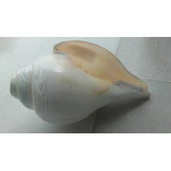 CONCH CONCH