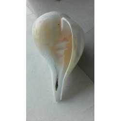 CONCH