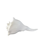 CONCH